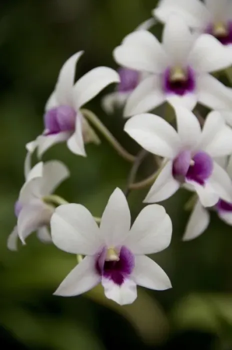 Framed Print : Singapore (Sanskrit for Lion City). National Orchid Garden located within the Botanic Gardens Framed Print : Singapore (Sanskrit for Lion City). National Orchid Garden located within the Botanic Gardens