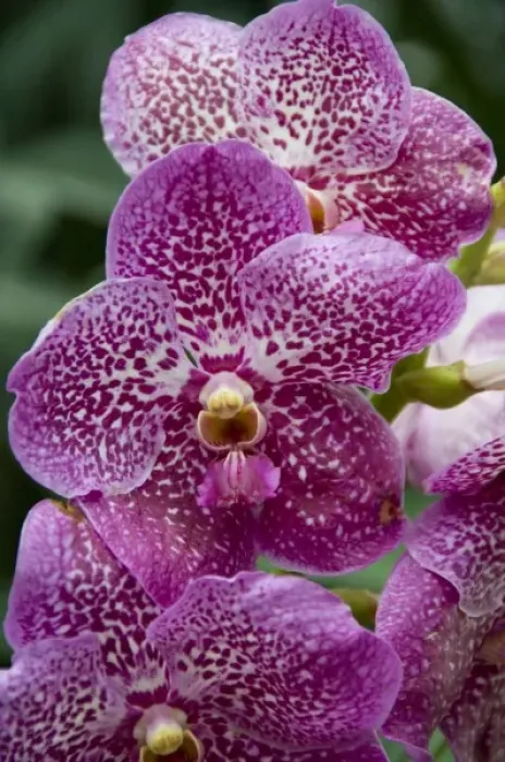 Framed Print : Singapore (Sanskrit for Lion City). National Orchid Garden located within the Botanic Gardens Framed Print : Singapore (Sanskrit for Lion City). National Orchid Garden located within the Botanic Gardens
