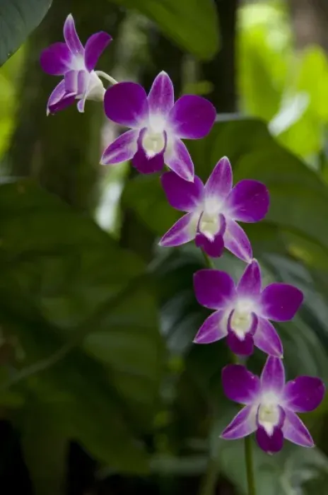 Framed Print : Singapore (Sanskrit for Lion City). National Orchid Garden located within the Botanic Gardens Framed Print : Singapore (Sanskrit for Lion City). National Orchid Garden located within the Botanic Gardens