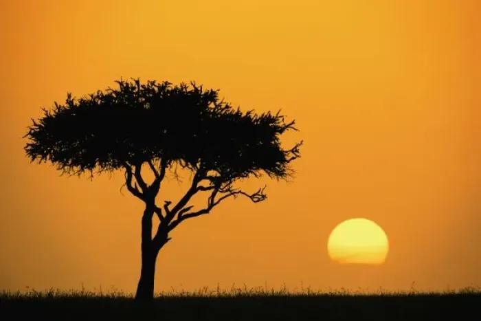 Framed Print : Single Acacia tree Framed Print : Single Acacia tree