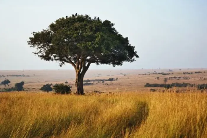 Framed Print : Single acacia tree on grassy plains, Masai Mara, Kenya Framed Print : Single acacia tree on grassy plains, Masai Mara, Kenya