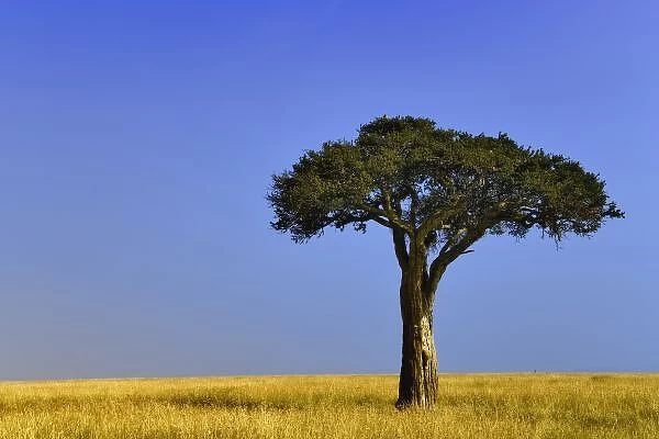 Single Acacia tree on grassy plains, Masai Mara, Kenya