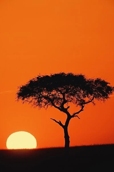Single Acacia tree silhouetted at sunrise, Masai Mara, Kenya