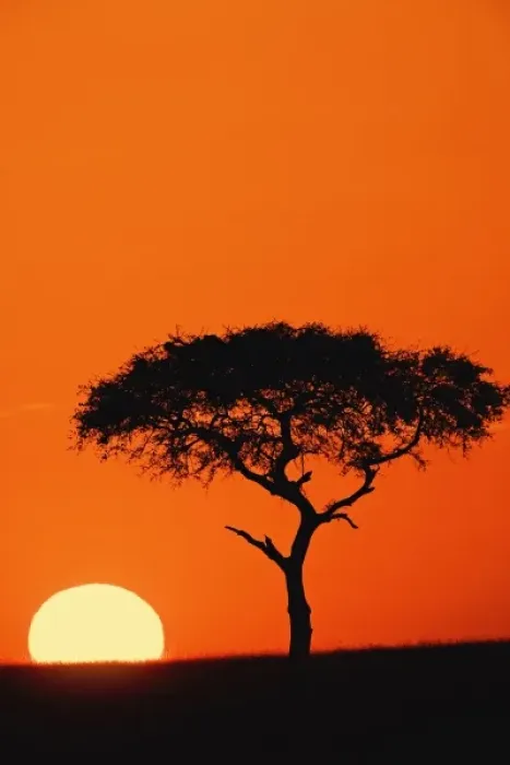 Framed Print : Single Acacia tree silhouetted at sunrise, Masai Mara, Kenya Framed Print : Single Acacia tree silhouetted at sunrise, Masai Mara, Kenya