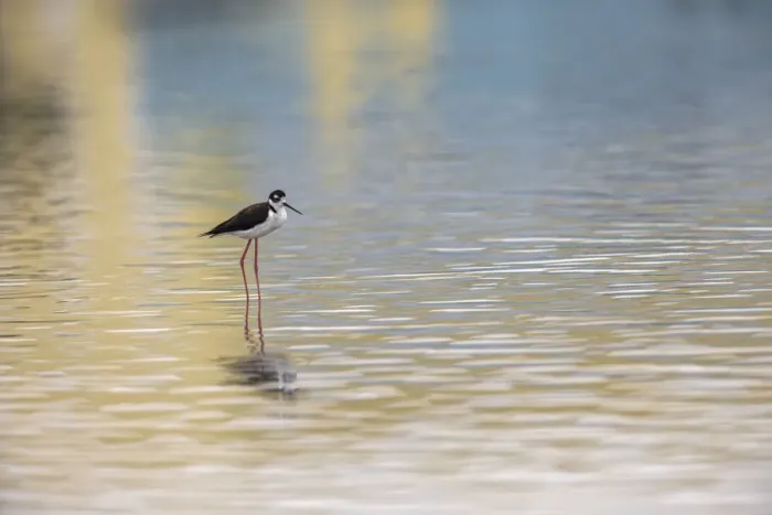 Framed Print : Single Black-necked stilt standing together with reflection on water, South Padre Island, Texas