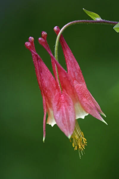 Single Columbine Flower, Aquilegia canadensis, Great Smoky Mountains National Park