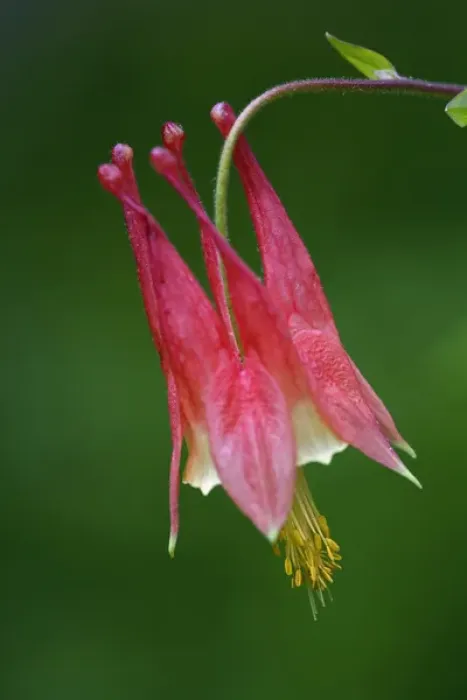 Framed Print : Single Columbine Flower, Aquilegia canadensis, Great Smoky Mountains National Park Framed Print : Single Columbine Flower, Aquilegia canadensis, Great Smoky Mountains National Park