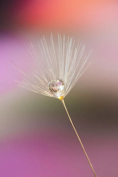 Single dandelion seed with dew drop, Kentucky