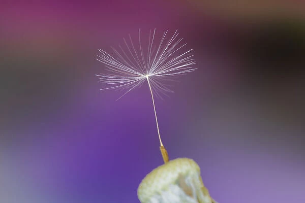 Single dandelion seed, Kentucky