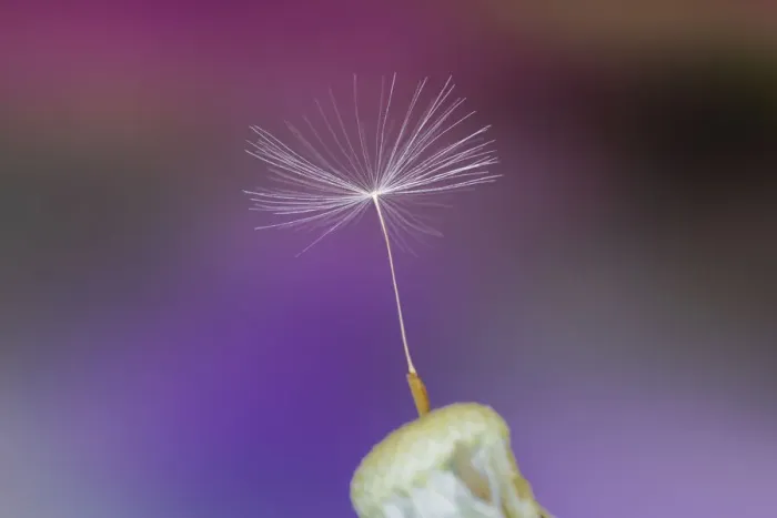 Framed Print : Single dandelion seed, Kentucky Framed Print : Single dandelion seed, Kentucky