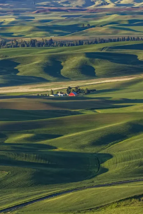Framed Print : Single distant red barn among rolling fields of wheat, Palouse region of eastern Framed Print : Single distant red barn among rolling fields of wheat, Palouse region of eastern