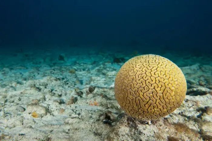 Framed Print : Single head of brain coral on the sea bottom off of Bonaire, N. A Framed Print : Single head of brain coral on the sea bottom off of Bonaire, N. A