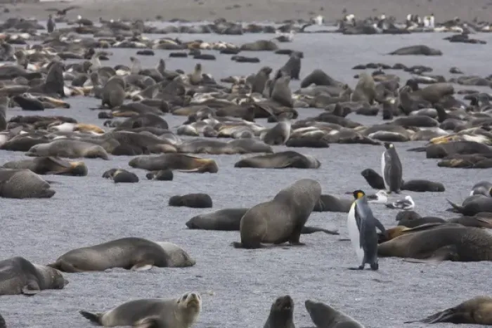 Framed Print : A single king penguins stands out in a crowd of thousands of Antarctic fur seals Framed Print : A single king penguins stands out in a crowd of thousands of Antarctic fur seals