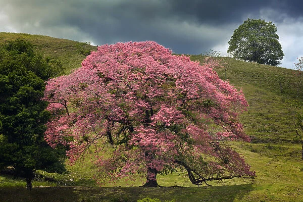 Single large flowering tree, Costa Rica