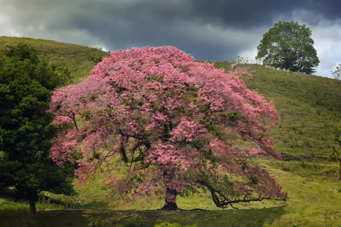 Framed Print : Single large flowering tree, Costa Rica