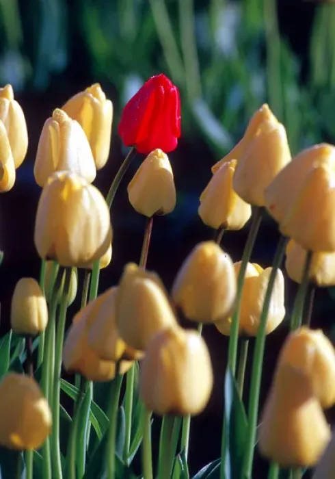 Framed Print : A single red tulip stands out in a group of yellow tulips; Skagit county, Washington