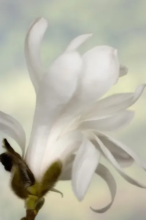 Framed Print : A single star magnolia flower Framed Print : A single star magnolia flower