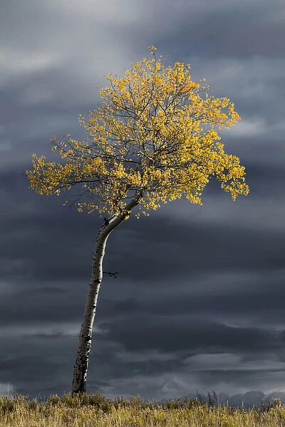 Single sunlit aspen tree in fall color against dark stormy sky, Uncompahgre National Forest