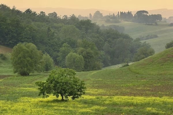 Single tree in agricultural farm field, Tuscany, Italy