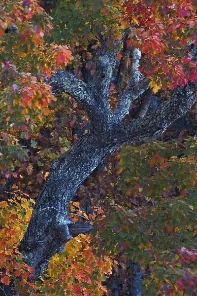 Single tree and autumn colors, Linville Gorge, Pisgah National Forest, North Carolina
