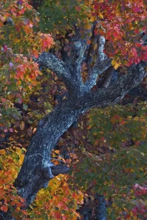 Framed Print : Single tree and autumn colors, Linville Gorge, Pisgah National Forest, North Carolina