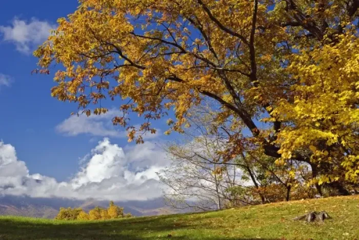 Framed Print : Single tree and distant southern Appalachian Mountains in fall, North Carolina Framed Print : Single tree and distant southern Appalachian Mountains in fall, North Carolina