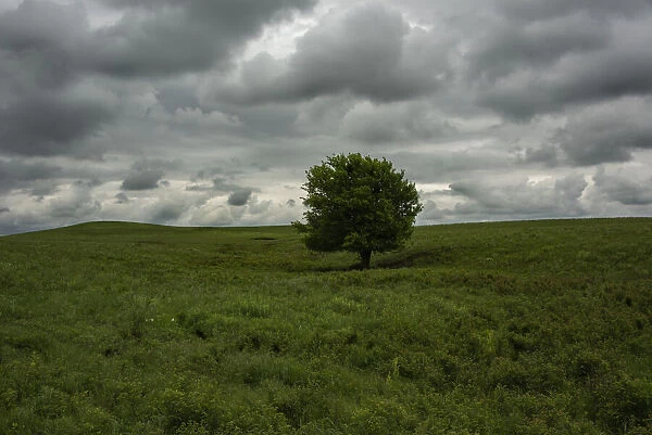Single tree and impending storm over the roaming hills of the Flint Hills of Kansas