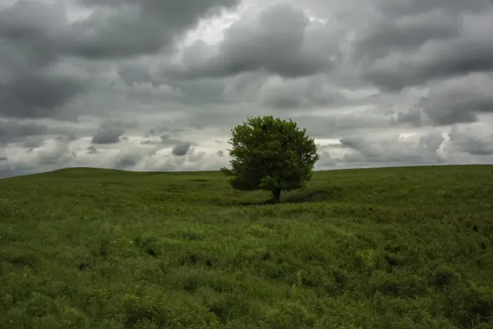 Framed Print : Single tree and impending storm over the roaming hills of the Flint Hills of Kansas Framed Print : Single tree and impending storm over the roaming hills of the Flint Hills of Kansas