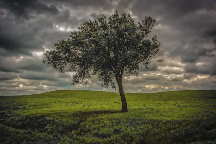 Framed Print : Single tree in the luscious green Flint Hills of Kansas Framed Print : Single tree in the luscious green Flint Hills of Kansas