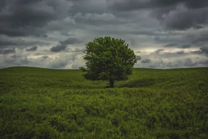 Framed Print : Single tree in the lush brush in the Flint Hills of Kansas Framed Print : Single tree in the lush brush in the Flint Hills of Kansas