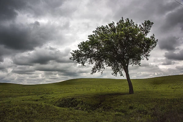 A single tree seen in the rolling Flint Hills of Kansas