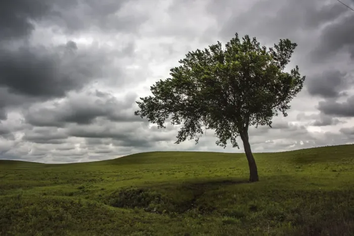 Framed Print : A single tree seen in the rolling Flint Hills of Kansas Framed Print : A single tree seen in the rolling Flint Hills of Kansas