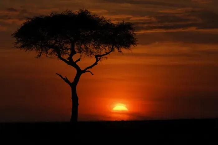 Framed Print : Single tree silhouetted at sunrise, Masai Mara, Kenya, Africa