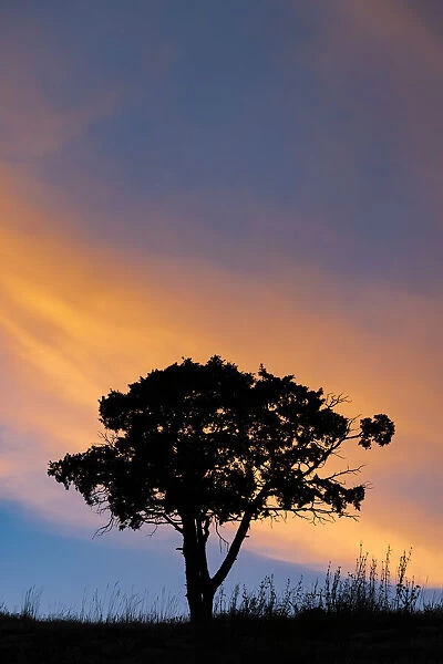 Single tree silhouetted at sunrise, Yellowstone National Park, Wyoming