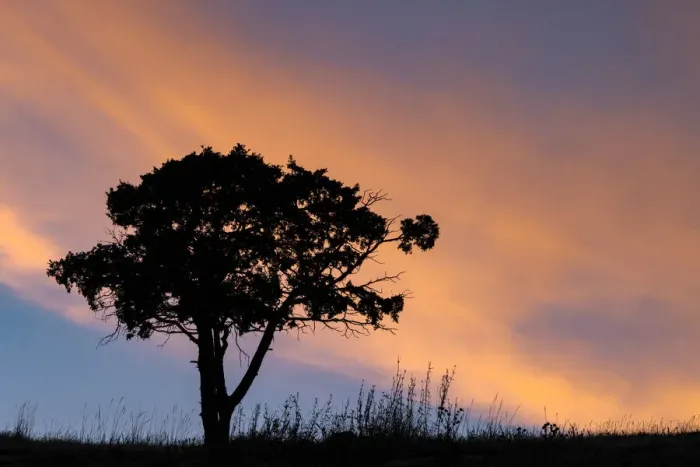Framed Print : Single tree silhouetted at sunrise, Yellowstone National Park, Wyoming