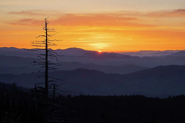 Single tree silhouetted at sunrise, Clingmans Dome area, Great Smoky Mountains National Park, North Carolina