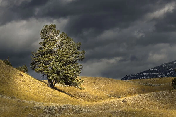 Single tree with sunlight, Lamar Valley, Yellowstone National Park, Montana