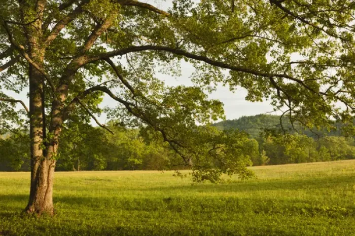 Framed Print : Single tree at sunrise, Cades Cove, Great Smoky Mountains National Park, Tennessee