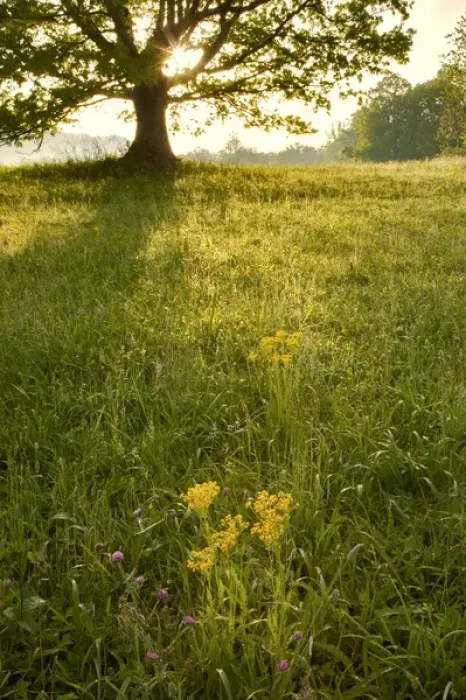 Framed Print : Single tree at sunrise, Cades Cove, Great Smoky Mountains National Park, Tennessee