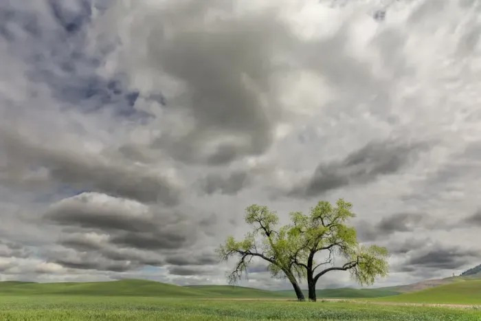 Framed Print : Single tree among wheat fields and clouds, Palouse region of eastern Washington