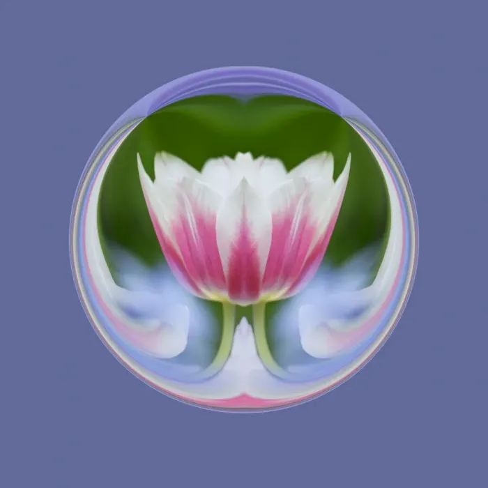Framed Print : Single tulip, Las Vegas, Nevada Framed Print : Single tulip, Las Vegas, Nevada