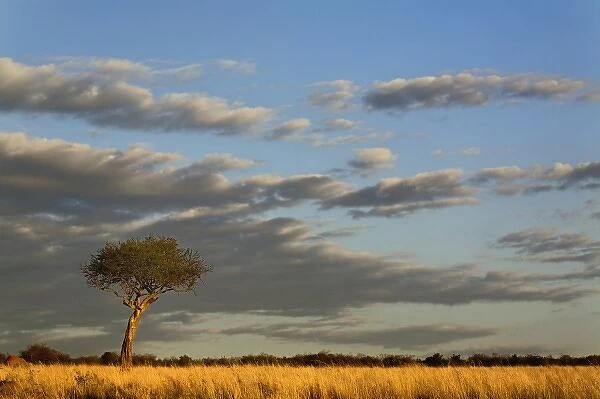 Single Umbrella Thorn Acacia tree at sunset, Acacia tortilis, Masai Mara Game Reserve