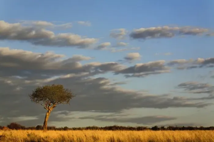 Framed Print : Single Umbrella Thorn Acacia tree at sunset, Acacia tortilis, Masai Mara Game Reserve Framed Print : Single Umbrella Thorn Acacia tree at sunset, Acacia tortilis, Masai Mara Game Reserve