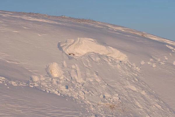 site where a polar bear, Ursus maritimus, was digging for a denning spot, 1002 coastal