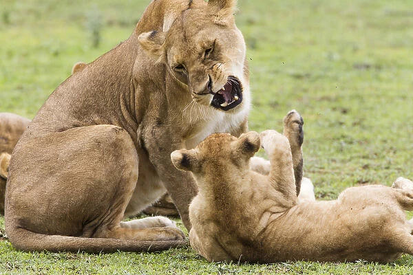Sitting lioness snarles at reclining cub who has its paw raised towards her, Ngorongoro