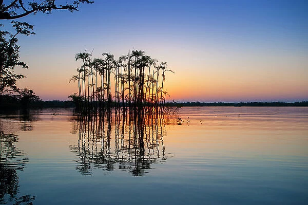 Situated right on the equator in the Amazon rainforest, these palm trees are half drowned in Laguna Grande
