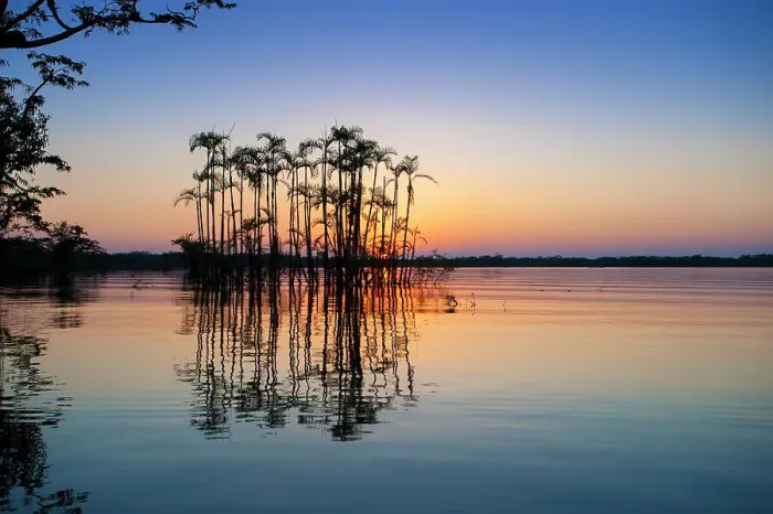 Framed Print : Situated right on the equator in the Amazon rainforest, these palm trees are half drowned in Laguna Grande