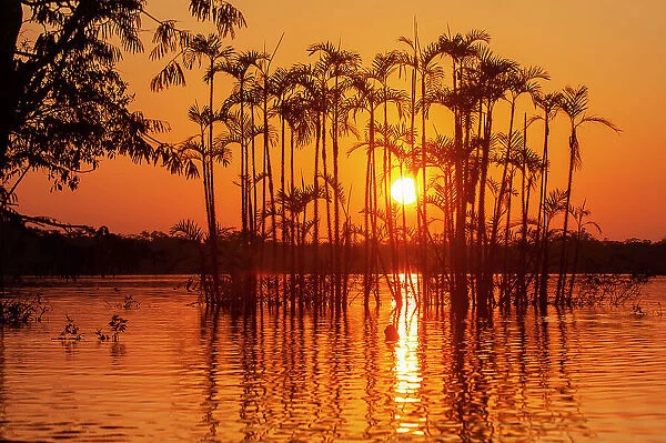 Situated right on the equator in the Amazon rainforest, these trees are half drowned in Laguna Grande