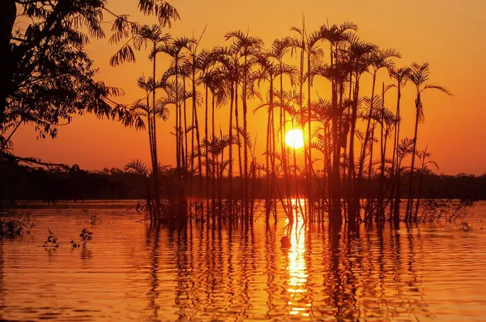 Framed Print : Situated right on the equator in the Amazon rainforest, these trees are half drowned in Laguna Grande Framed Print : Situated right on the equator in the Amazon rainforest, these trees are half drowned in Laguna Grande