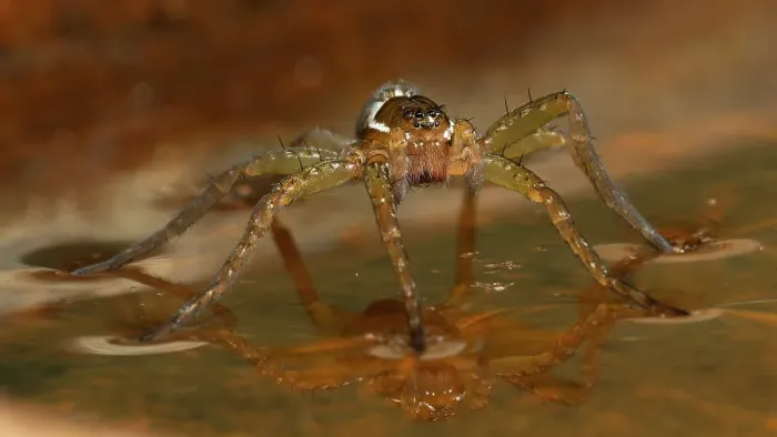 Framed Print : Six-spotted fishing spider, Pennsylvania, Usa Framed Print : Six-spotted fishing spider, Pennsylvania, Usa